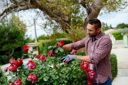 Professional gardening services improving a Willesden garden
