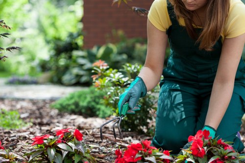 Removal of branches and debris during garden clearance in Willesden