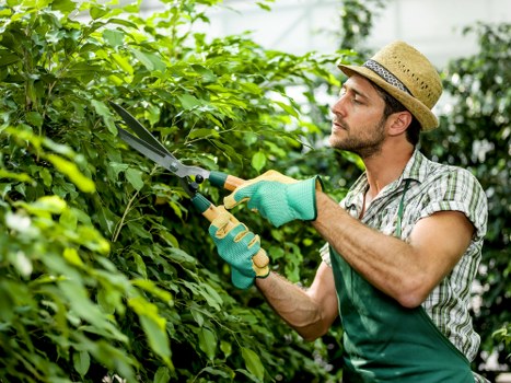 Careful hedge pruning for privacy and curb appeal in Willesden
