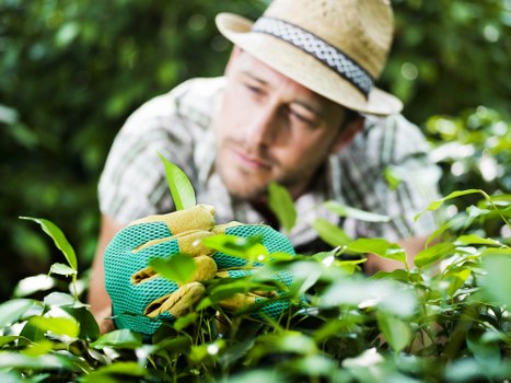 Eco-friendly sorting of garden waste for clearance in Willesden