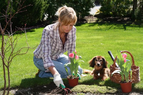 Regular mowing and edging for lawn care in Willesden