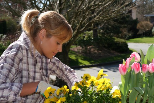 Professional hedge cutting and shaping in Willesden