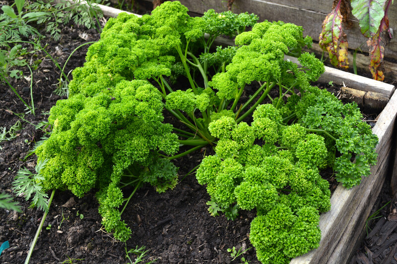 garden maintenance flower borders